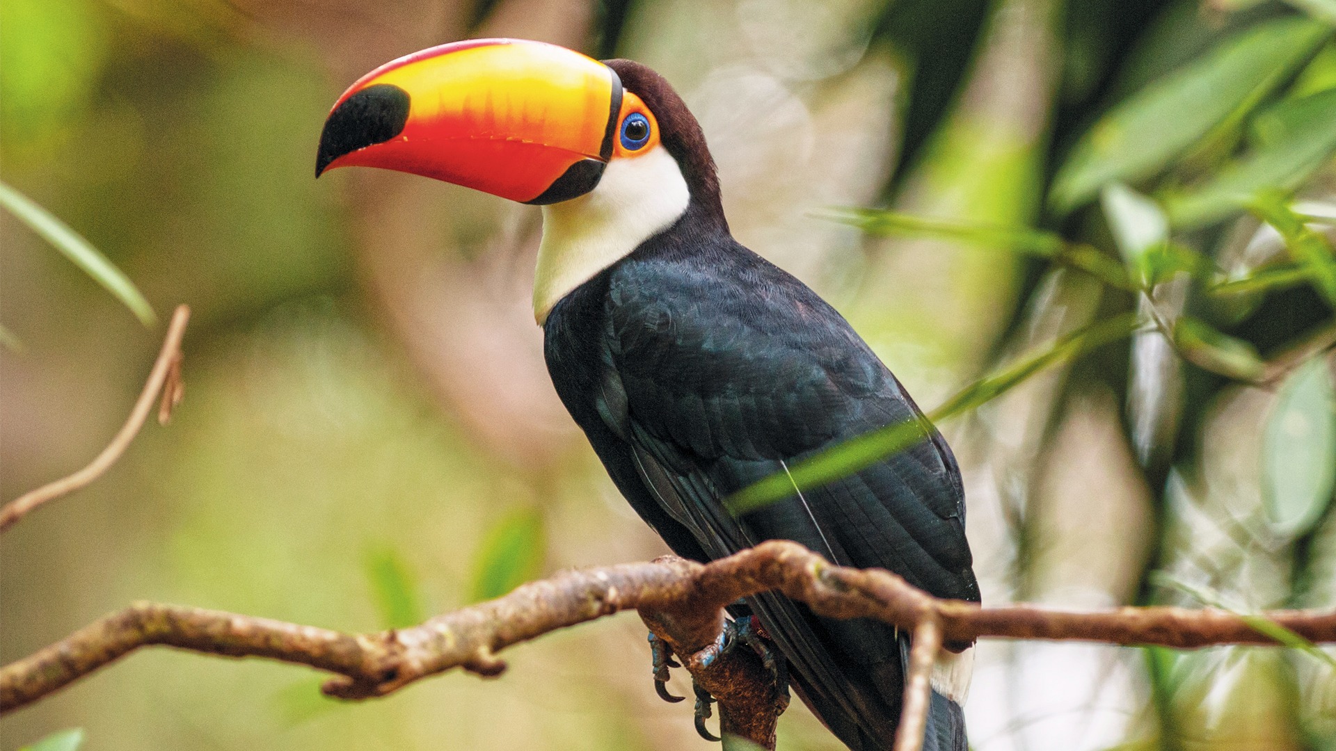 Toucan at Parque das Aves in Foz do Iguaçu