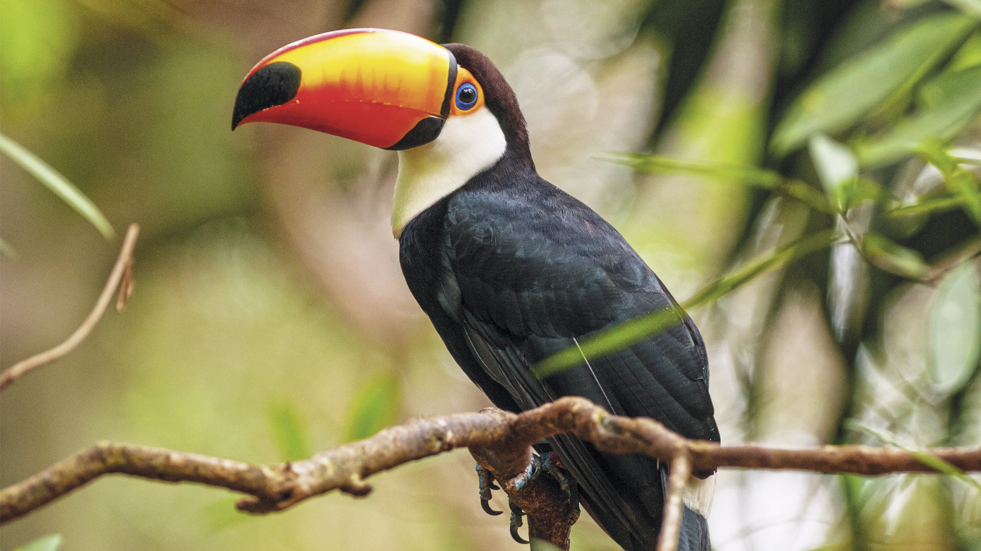 Parque das Aves